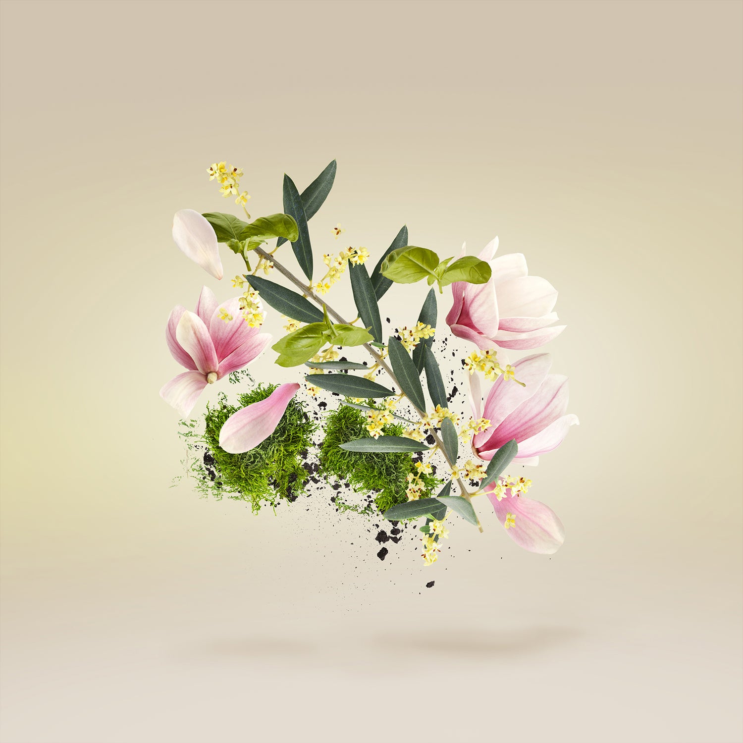 Fiore D’ulivo